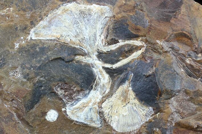 Fossil Ginkgo Leaves From North Dakota - Paleocene #80810